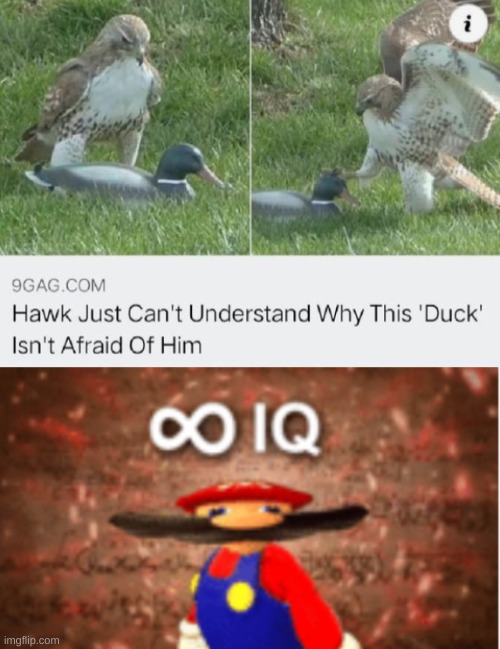 plastic duck | image tagged in infinite iq,memes,news,smart,birds | made w/ Imgflip meme maker