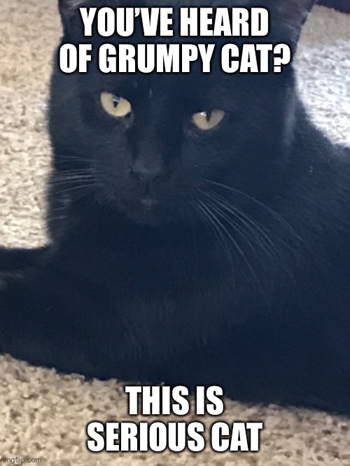 Serious Cat | YOU’VE HEARD OF GRUMPY CAT? THIS IS SERIOUS CAT | image tagged in serious | made w/ Imgflip meme maker