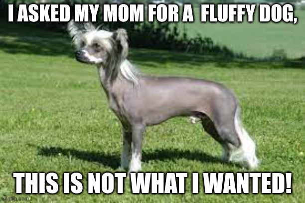 I ASKED MY MOM FOR A  FLUFFY DOG, THIS IS NOT WHAT I WANTED! | image tagged in dog meme | made w/ Imgflip meme maker