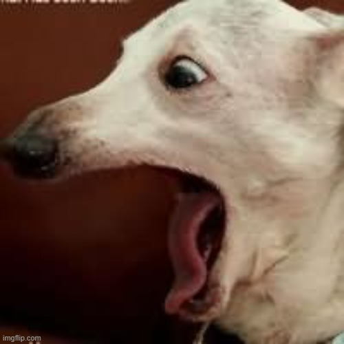 Screaming Dog | image tagged in screaming dog | made w/ Imgflip meme maker