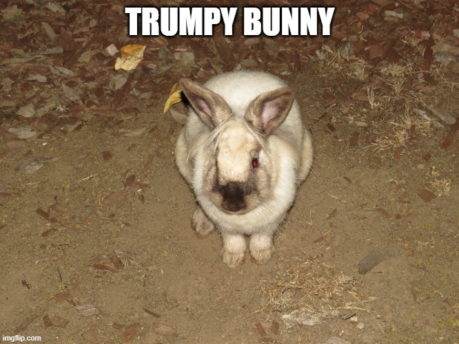 TRUMPY BUNNY | TRUMPY BUNNY | image tagged in funny memes,bunny | made w/ Imgflip meme maker