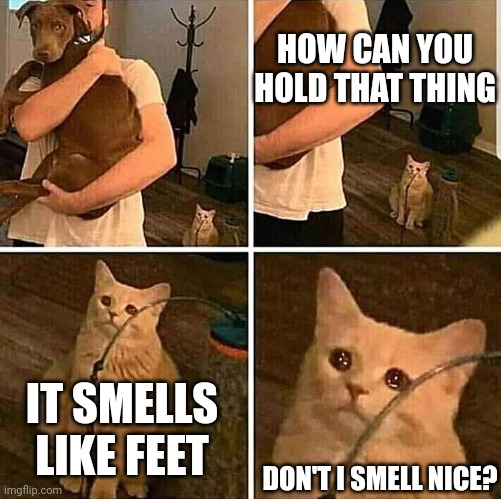 Sad cat | HOW CAN YOU HOLD THAT THING; IT SMELLS LIKE FEET; DON'T I SMELL NICE? | image tagged in it hurts in my meow,cat,dog | made w/ Imgflip meme maker