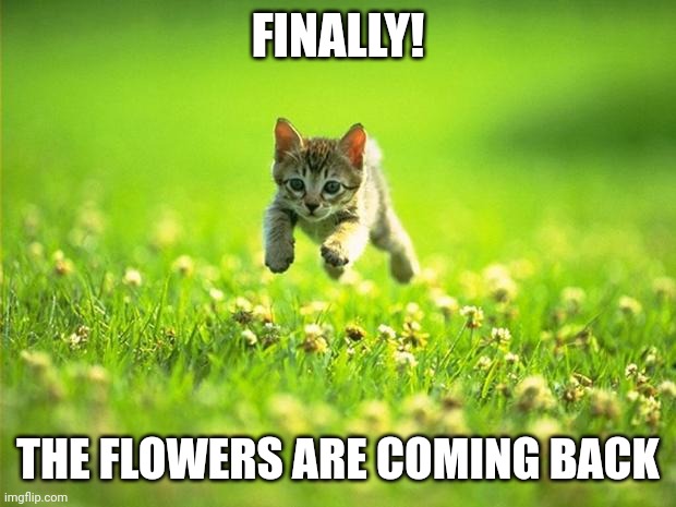 Spring is here | FINALLY! THE FLOWERS ARE COMING BACK | image tagged in every time i smile god kills a kitten | made w/ Imgflip meme maker