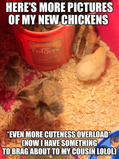 Cheez | HERE’S MORE PICTURES OF MY NEW CHICKENS; *EVEN MORE CUTENESS OVERLOAD* 
(NOW I HAVE SOMETHING TO BRAG ABOUT TO MY COUSIN LOLOL) | made w/ Imgflip meme maker