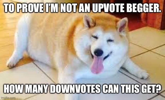 Proof | TO PROVE I’M NOT AN UPVOTE BEGGER. HOW MANY DOWNVOTES CAN THIS GET? | image tagged in thicc doggo | made w/ Imgflip meme maker