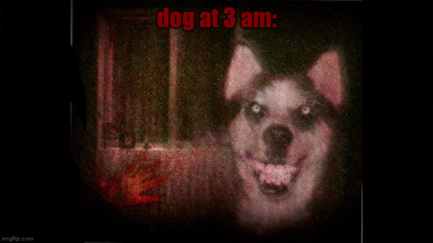 smile.jpg | dog at 3 am: | image tagged in smile jpg | made w/ Imgflip meme maker