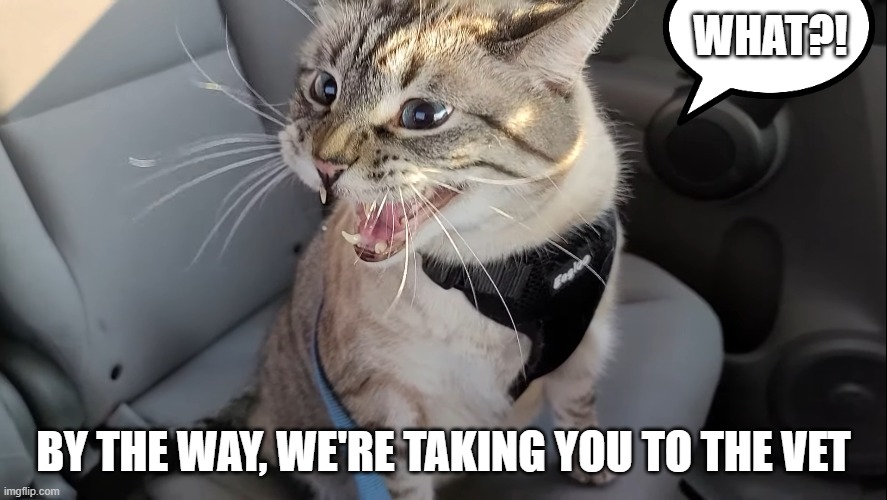 guess what? | WHAT?! BY THE WAY, WE'RE TAKING YOU TO THE VET | image tagged in vet,car,cat,surprise | made w/ Imgflip meme maker