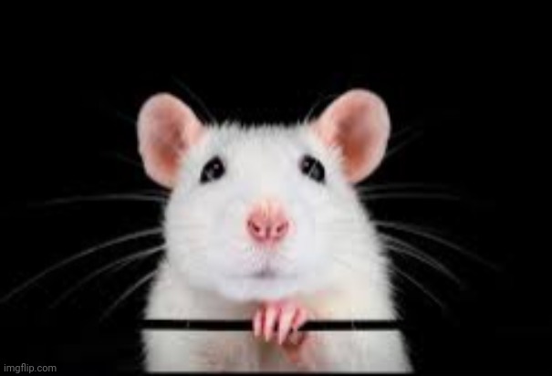 cute rat | image tagged in cute rat | made w/ Imgflip meme maker