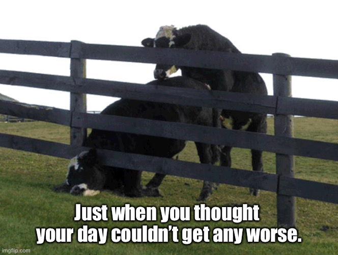 Bad day at the office | Just when you thought  your day couldn’t get any worse. | image tagged in started bad,got worse,farm animals,behaving badly,funny meme | made w/ Imgflip meme maker
