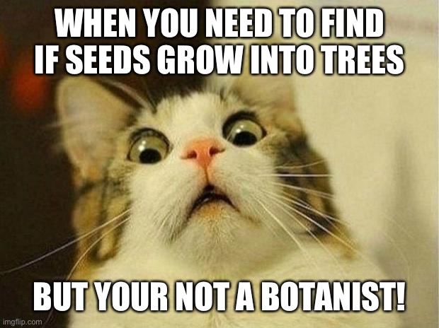 If you know, you know. | WHEN YOU NEED TO FIND IF SEEDS GROW INTO TREES; BUT YOUR NOT A BOTANIST! | image tagged in memes,scared cat | made w/ Imgflip meme maker