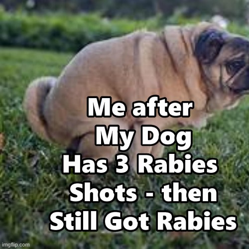 Gave Dog 3 Rabies Shots - Still Got Rabies - How ?? | image tagged in covid,memes,dr fauci | made w/ Imgflip meme maker