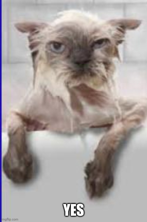 Wet Cat | YES | image tagged in wet cat | made w/ Imgflip meme maker