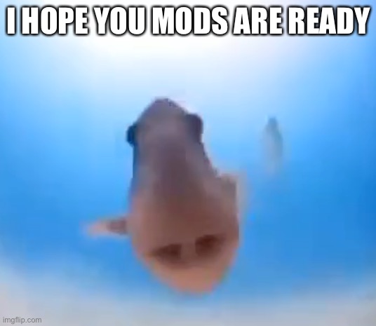 Fish | I HOPE YOU MODS ARE READY | image tagged in fish | made w/ Imgflip meme maker