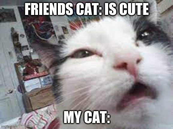 crackhead cat | FRIENDS CAT: IS CUTE; MY CAT: | image tagged in crackhead cat | made w/ Imgflip meme maker