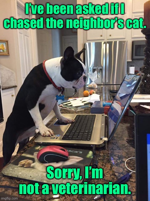 Boston Terrier computer | I’ve been asked if I chased the neighbor’s cat. Sorry, I’m not a veterinarian. | image tagged in boston terrier computer | made w/ Imgflip meme maker