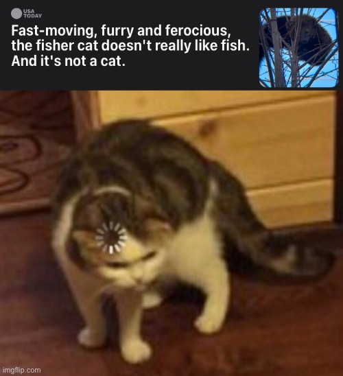 Wat | image tagged in loading cat | made w/ Imgflip meme maker