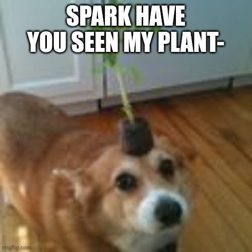 Spark- | SPARK HAVE YOU SEEN MY PLANT- | image tagged in woof | made w/ Imgflip meme maker