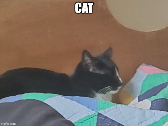 Cat | CAT | image tagged in cat | made w/ Imgflip meme maker