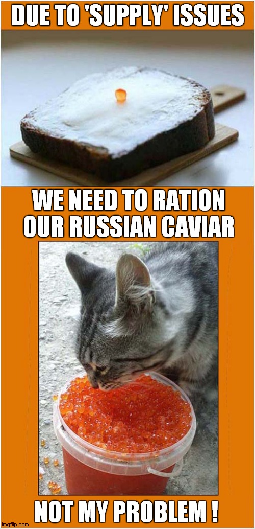 Cat Loves Caviar ! | DUE TO 'SUPPLY' ISSUES; WE NEED TO RATION OUR RUSSIAN CAVIAR; NOT MY PROBLEM ! | image tagged in cats,caviar,supply | made w/ Imgflip meme maker