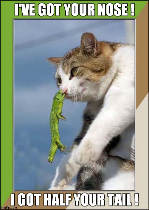 Cat Versus Lizard ! | I'VE GOT YOUR NOSE ! I GOT HALF YOUR TAIL ! | image tagged in cats,lizards,biting | made w/ Imgflip meme maker