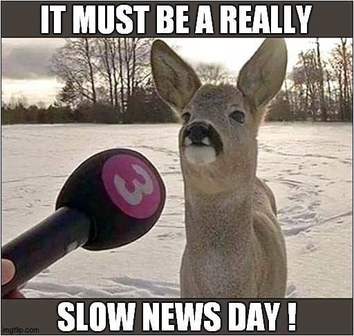 Interview With A Deer ! | IT MUST BE A REALLY; SLOW NEWS DAY ! | image tagged in fun,interview,deer,slow news day | made w/ Imgflip meme maker