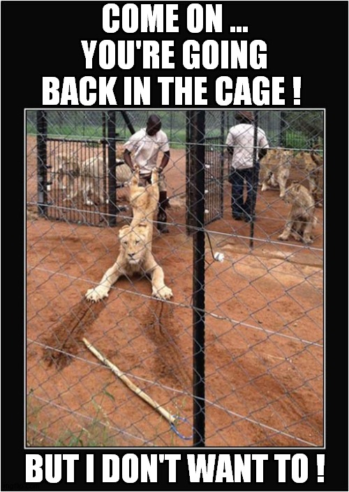 One Reluctant Lioness  One Brave Keeper ! | COME ON ...
YOU'RE GOING BACK IN THE CAGE ! BUT I DON'T WANT TO ! | image tagged in fun,reluctant,lioness,keeper | made w/ Imgflip meme maker