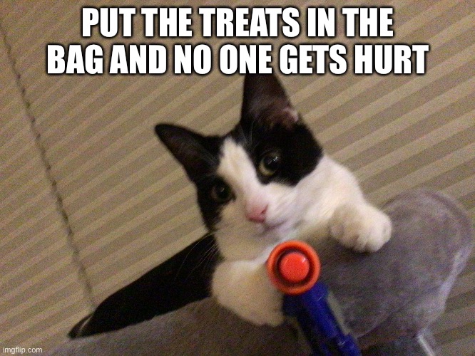 I made this with my cat | PUT THE TREATS IN THE BAG AND NO ONE GETS HURT | image tagged in cats,cat,funny | made w/ Imgflip meme maker
