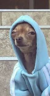 Chihuahua in hoodie Blank Meme Template