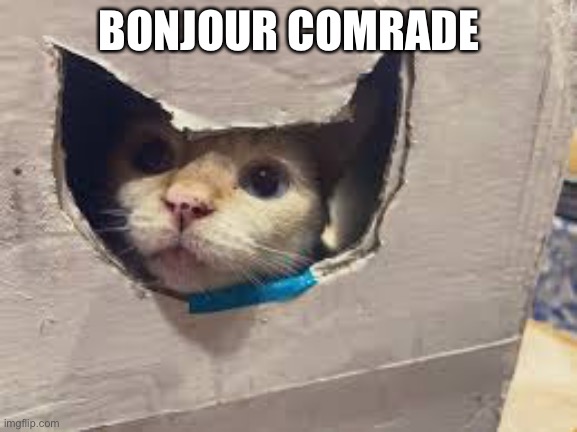 BONJOUR COMRADE | image tagged in cat,cats,funny,memes,bonjour | made w/ Imgflip meme maker