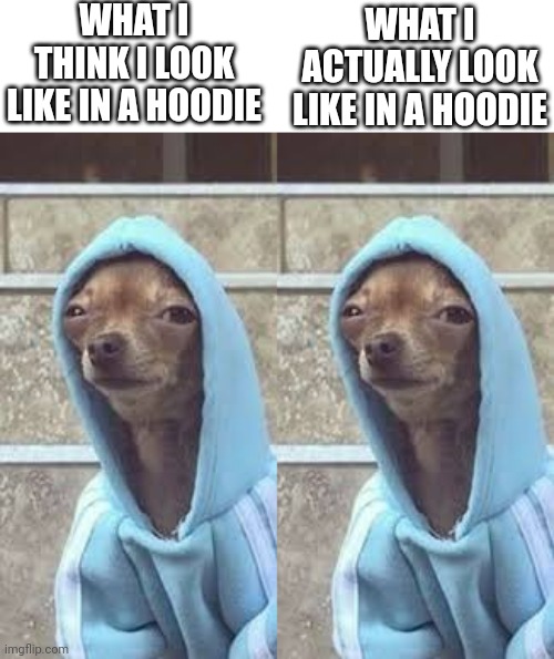 WHAT I THINK I LOOK LIKE IN A HOODIE; WHAT I ACTUALLY LOOK LIKE IN A HOODIE | image tagged in chihuahua in hoodie | made w/ Imgflip meme maker