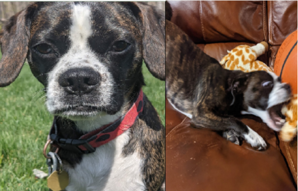 High Quality My dog Blank Meme Template