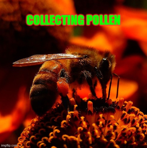 Collecting Pollen | COLLECTING POLLEN | image tagged in bees | made w/ Imgflip meme maker