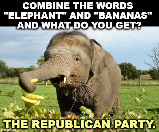 COMBINE THE WORDS 
"ELEPHANT" AND "BANANAS" 
AND WHAT DO YOU GET? THE REPUBLICAN PARTY. | image tagged in elephant,bananas,gop,republican party | made w/ Imgflip meme maker