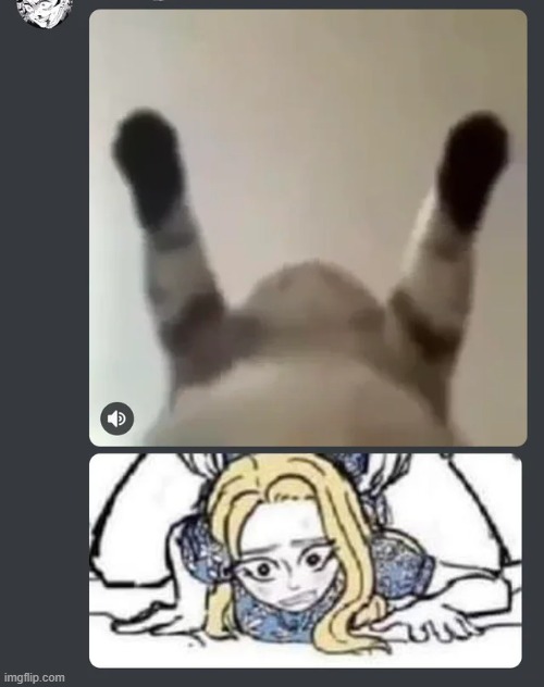 cat | made w/ Imgflip meme maker