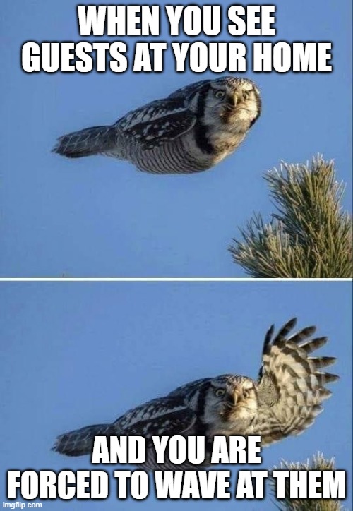 Owl Hi | WHEN YOU SEE GUESTS AT YOUR HOME; AND YOU ARE FORCED TO WAVE AT THEM | image tagged in owl hi | made w/ Imgflip meme maker