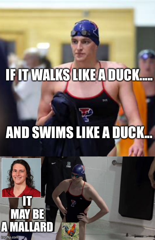 Lia(r) Thomas | IF IT WALKS LIKE A DUCK..... AND SWIMS LIKE A DUCK... IT MAY BE A MALLARD | image tagged in liar,fake news | made w/ Imgflip meme maker