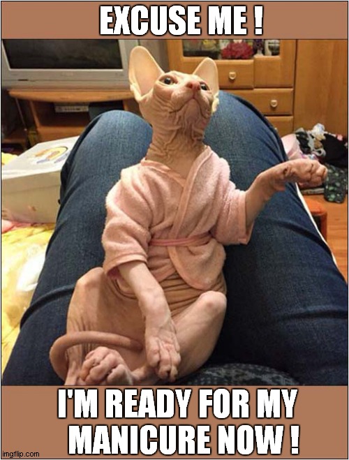 A Pampered Pet ! | EXCUSE ME ! I'M READY FOR MY
  MANICURE NOW ! | image tagged in cats,hairless,manicure | made w/ Imgflip meme maker
