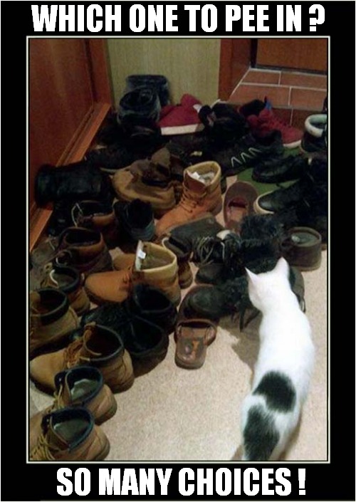 A Cats Dilemma ! | WHICH ONE TO PEE IN ? SO MANY CHOICES ! | image tagged in cats,peeing,boots | made w/ Imgflip meme maker