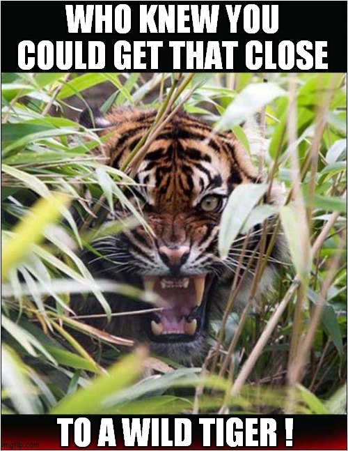 The Last Picture He Ever Took ! | WHO KNEW YOU COULD GET THAT CLOSE; TO A WILD TIGER ! | image tagged in last picture,tiger,eaten,dark humour | made w/ Imgflip meme maker