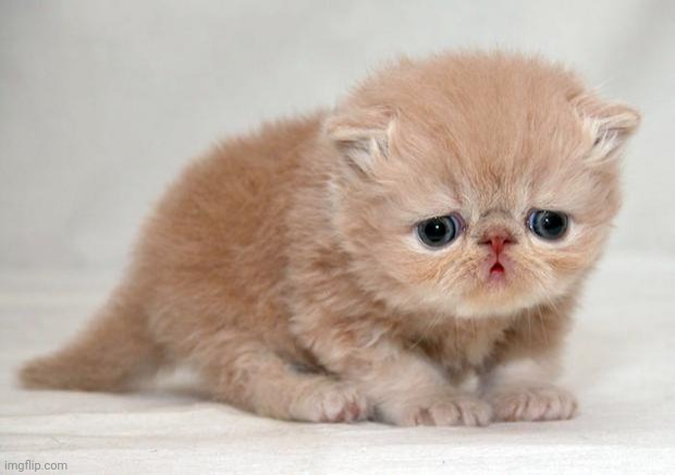 sad kitten | image tagged in sad kitten | made w/ Imgflip meme maker