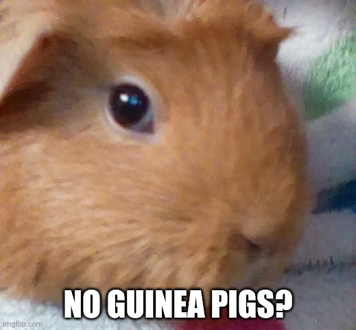 No treats? | NO GUINEA PIGS? | image tagged in guinea pig,no bitches,cute animals | made w/ Imgflip meme maker