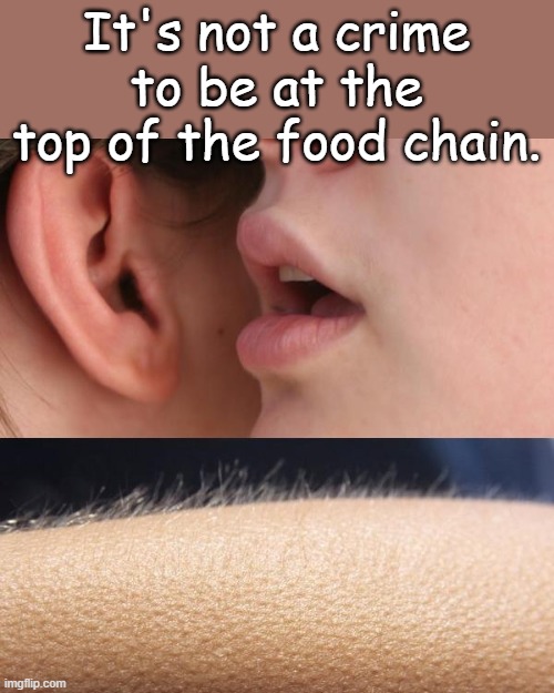 When dolphins build hospitals, turtles build highways and bacteria has professional sports, I'll change my mind. | It's not a crime to be at the top of the food chain. | image tagged in whisper and goosebumps | made w/ Imgflip meme maker