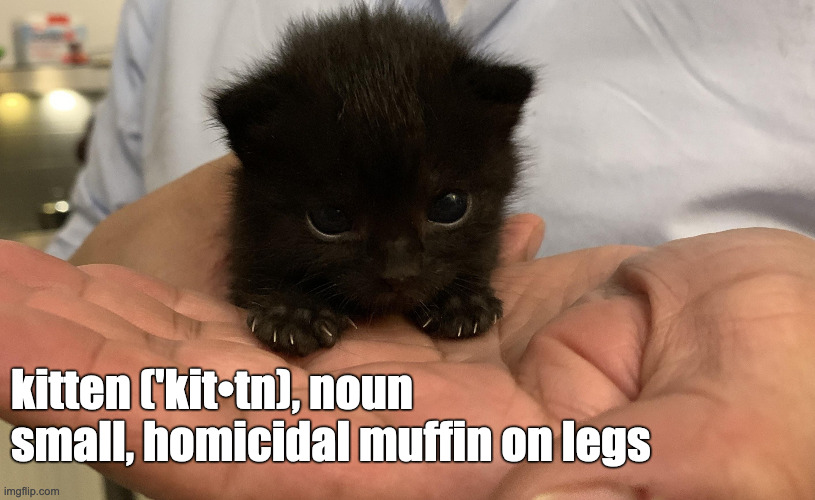 Murder Muffin | kitten ('kit•tn), noun small, homicidal muffin on legs | image tagged in smol kitten | made w/ Imgflip meme maker