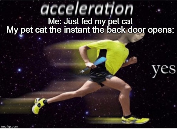 Relatable? Lol | Me: Just fed my pet cat; My pet cat the instant the back door opens: | image tagged in acceleration yes,cats | made w/ Imgflip meme maker