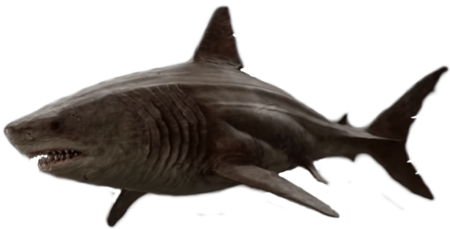 High Quality Megalodon Blank Meme Template