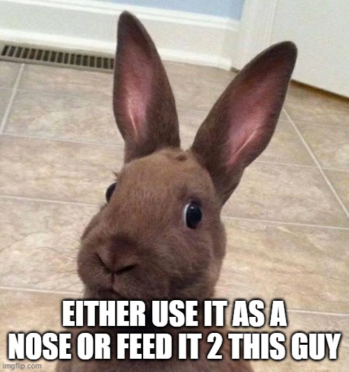 Really? Rabbit | EITHER USE IT AS A NOSE OR FEED IT 2 THIS GUY | image tagged in really rabbit | made w/ Imgflip meme maker