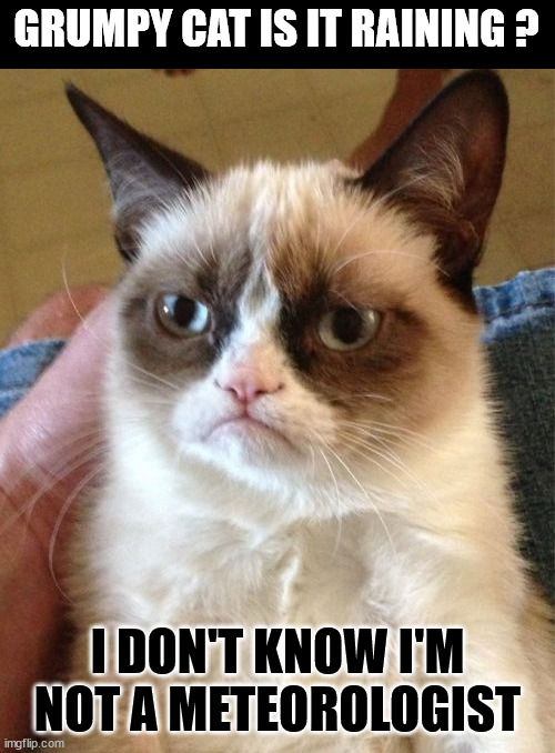 Grumpy Cat | GRUMPY CAT IS IT RAINING ? I DON'T KNOW I'M NOT A METEOROLOGIST | image tagged in memes,grumpy cat,is it raining,not a meteorologist | made w/ Imgflip meme maker