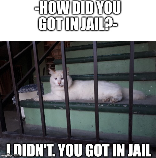 I wonder what did that cat do... | -HOW DID YOU GOT IN JAIL?-; I DIDN'T. YOU GOT IN JAIL | image tagged in lol,cats | made w/ Imgflip meme maker