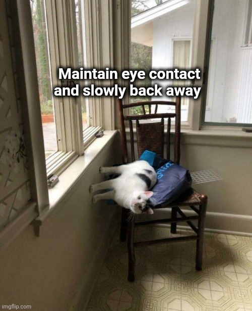 Cats are possessed | Maintain eye contact and slowly back away | image tagged in no thanks,keep calm,batman don't leave me,please help me | made w/ Imgflip meme maker