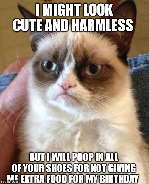 Grumpy Cat | I MIGHT LOOK CUTE AND HARMLESS; BUT I WILL POOP IN ALL OF YOUR SHOES FOR NOT GIVING ME EXTRA FOOD FOR MY BIRTHDAY | image tagged in memes,grumpy cat | made w/ Imgflip meme maker